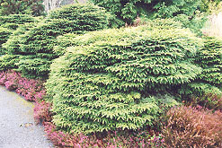 Bird's Nest Spruce