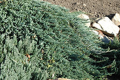 Blue Prince Creeping Juniper