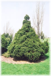 Ohlendorfii Spruce