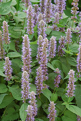 Blue Fortune Agastache