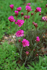 Dusseldorf Pride Sea Thrift