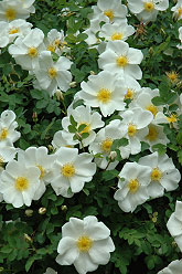 Marie Bugnet Shrub Rose