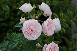 Morden Blush Shrub Rose