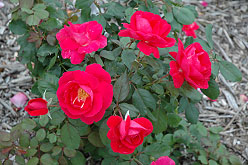 Winnipeg Parks Shrub Rose