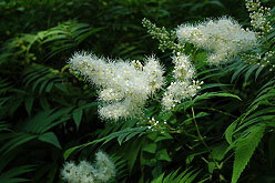 False Spirea