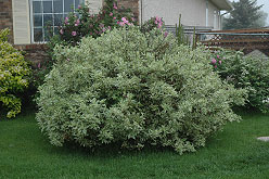 Ivory Halo Dogwood