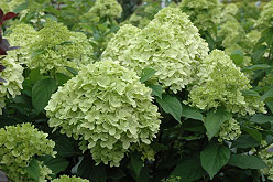 Limelight Hydrangea