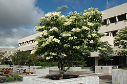 Ivory Silk Japanese Maple